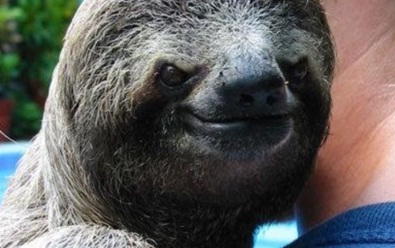suspiciously-evil-sloth.jpg