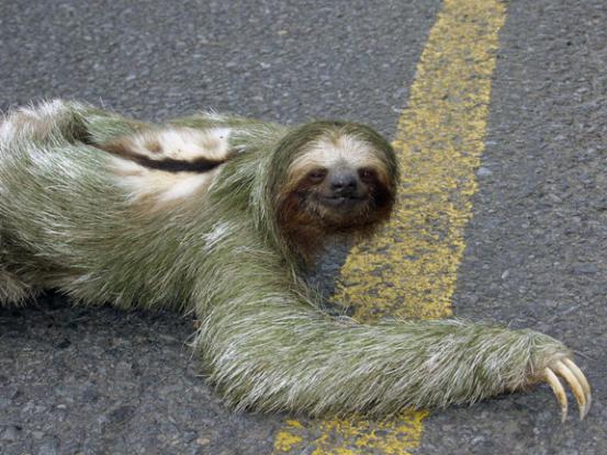 suddenly-sloth